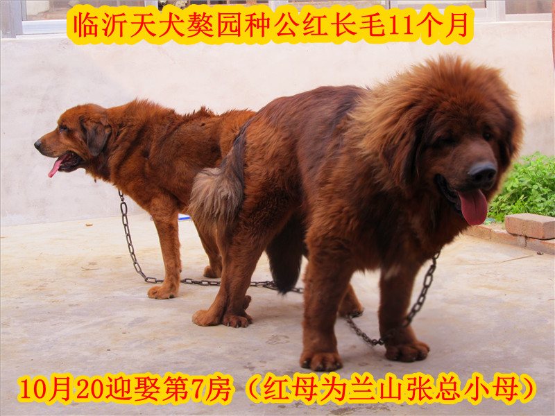 �ֹ����쳤ë��������