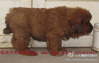 山东小藏獒