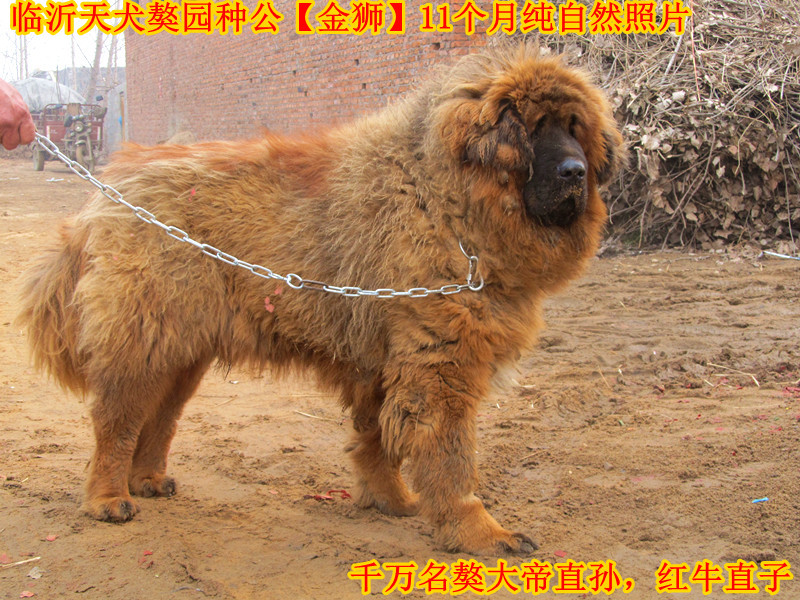 �ֹ����᡾��ʨ��