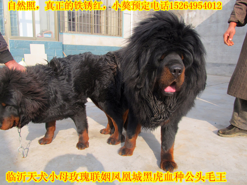 ��ĸ��õ�塿�����ֹ���ͷë����