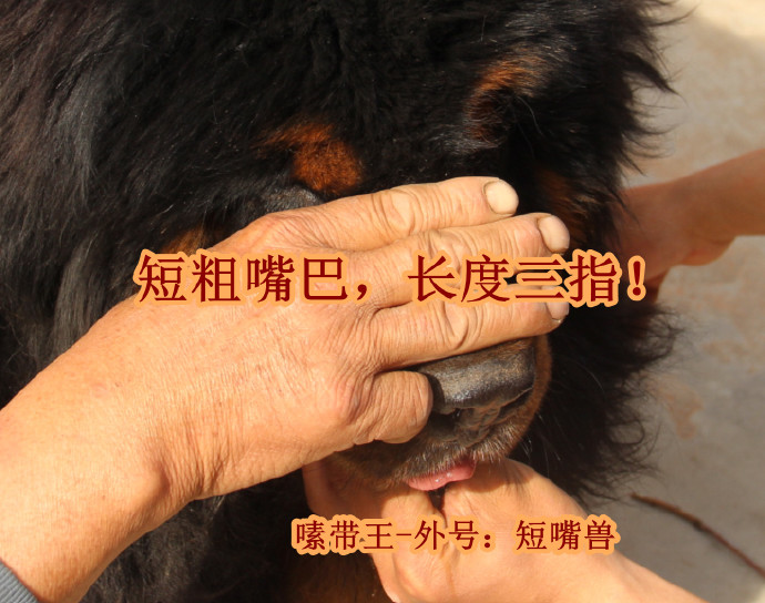 �����ֹ�-༴�������Ŷ����ޣ�