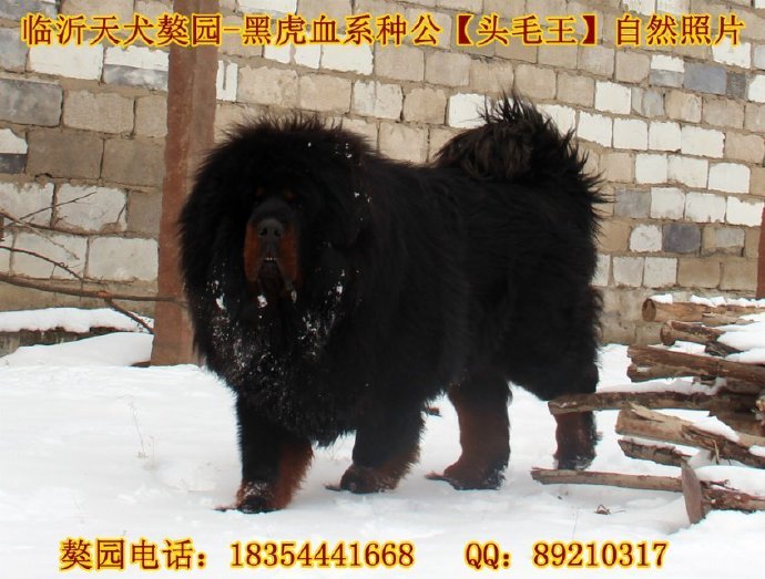 �����ֹ�-ͷë��