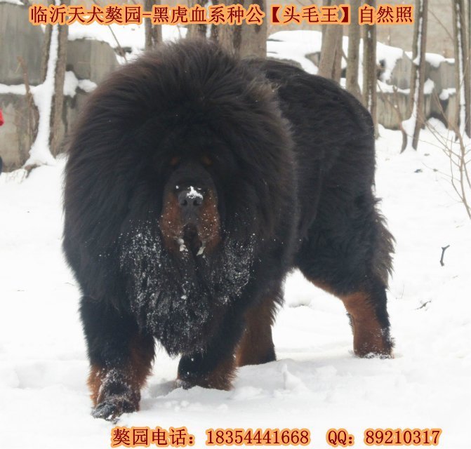 �����ֹ�-ͷë��