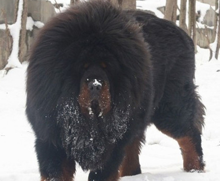 黑虎血系藏獒种公-头毛王