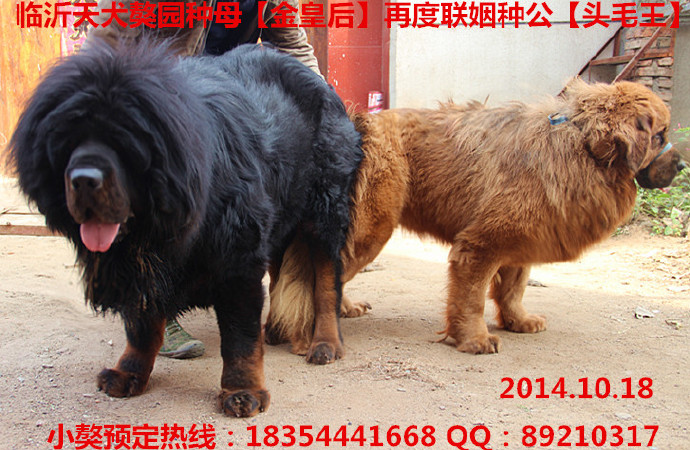 ��ͷë�����ɹ�������ʨ֮Ů��ʺ�