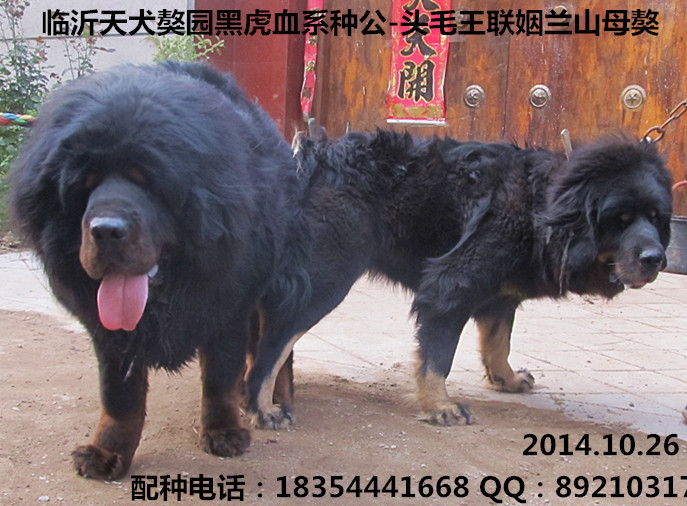 ��԰�ڻ�Ѫϵ�ֹ�ͷë��������ɽ����ĸ��