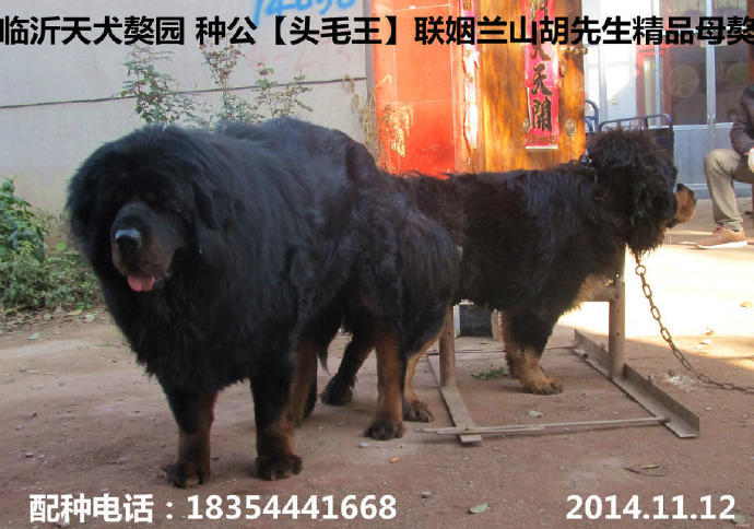 ��԰�ڻ�Ѫϵ�����ֹ�������