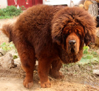 神秘后备紫红色种公獒