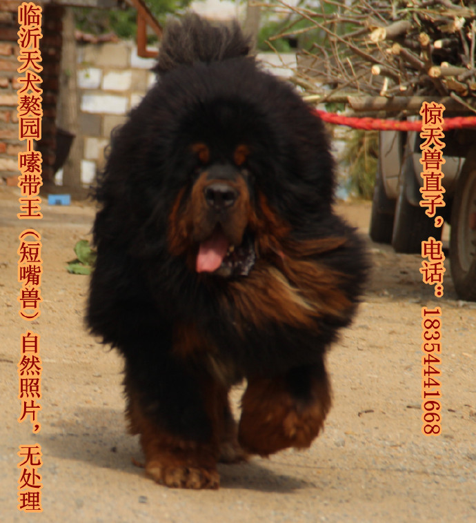 ����Ѫϵ������ֱ��-༴���