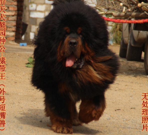 通天家族通天兽直子藏獒种公-嗉带王