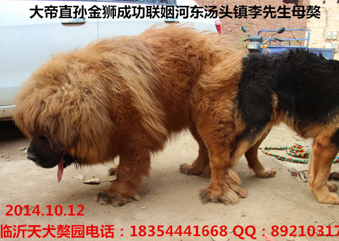 ��ĸ�����ֹ�����ʨ��