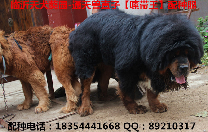 ��༴������ɹ������Ӷ�������ĸ��