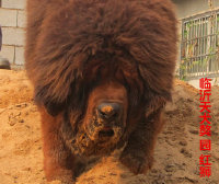 ��԰2014���ֹ���ʨ8��������Ƭ