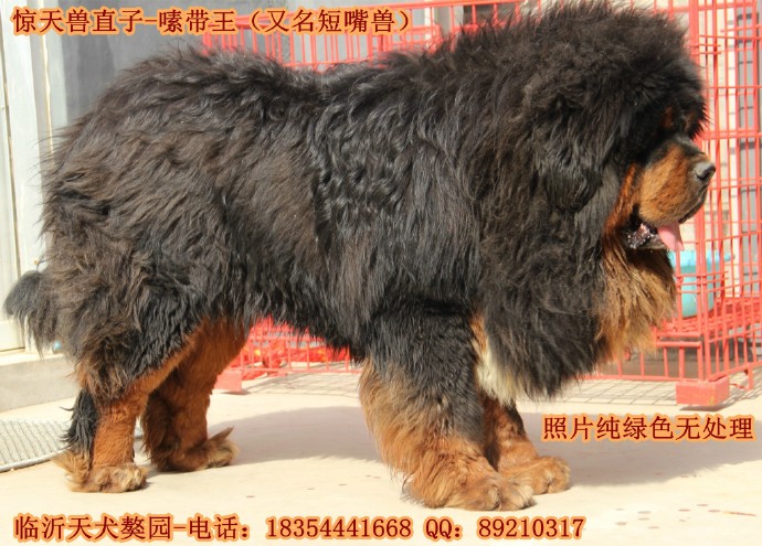 ����Ѫϵ������ֱ��-༴���