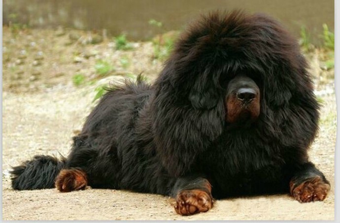 �����ֹ�-ͷë��