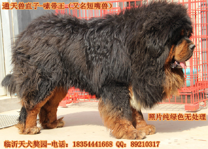 �����ֹ�-༴�������Ŷ����ޣ�