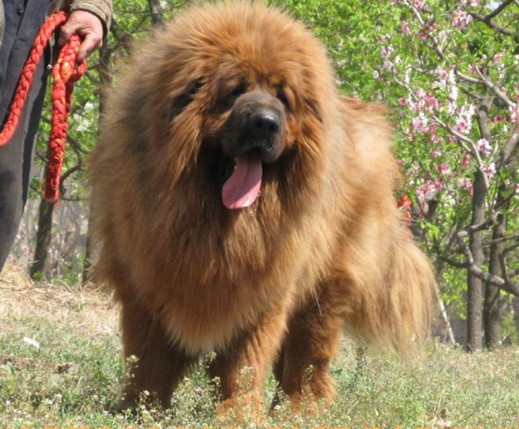 大帝直孙藏獒种公-金狮