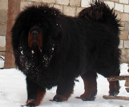 黑虎血系藏獒种公-头毛王