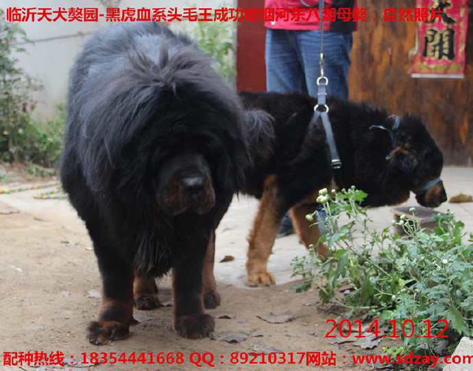 ĸ���������ֹ���ͷë����