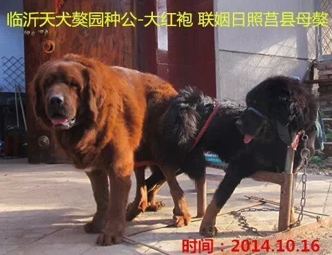 ������ۡ��ɹ���������ĸ����