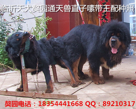 ��԰�ֹ�ͨ����ֱ��༴���������