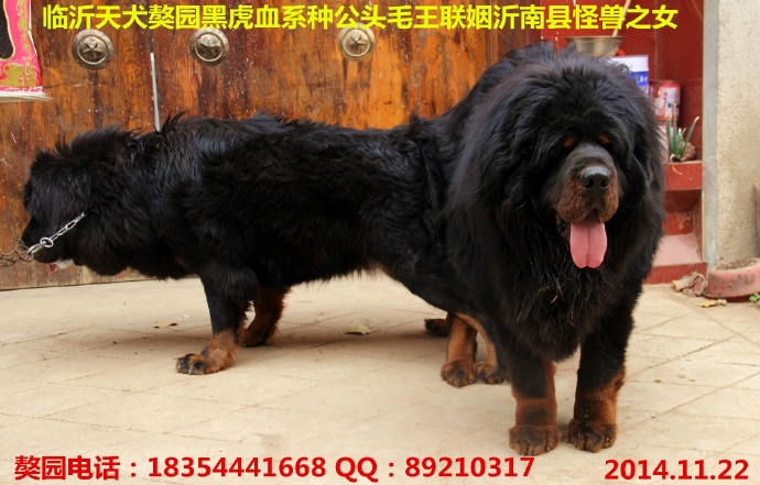 �ڻ�Ѫϵ�ֹ�����ͷë��������