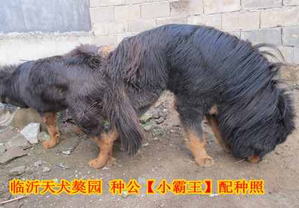 �ֹ���С������������