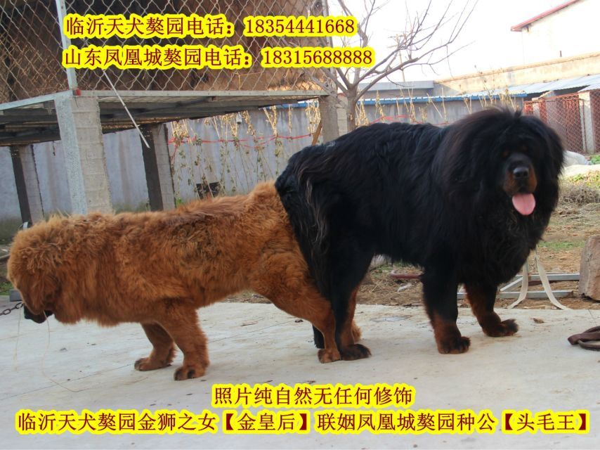 ��ĸ����ʺ������ֹ���ͷë����