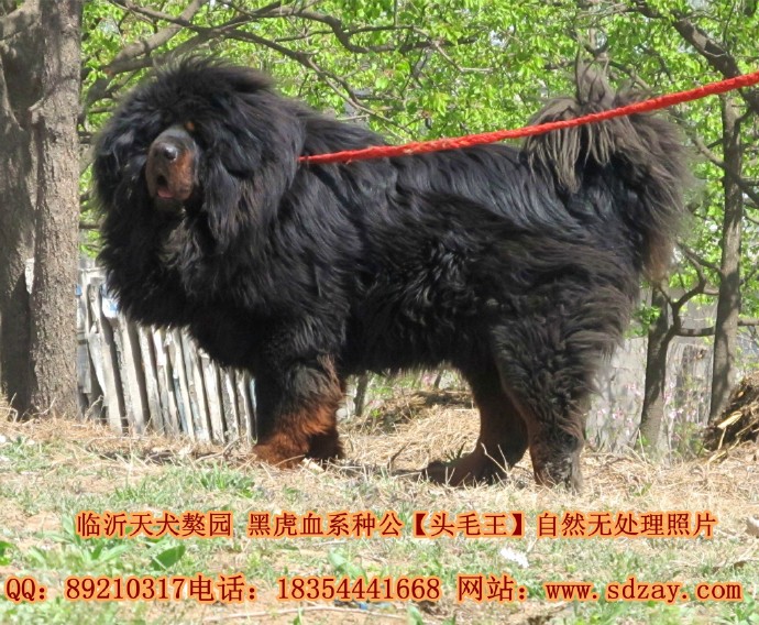 �����ֹ�-ͷë��