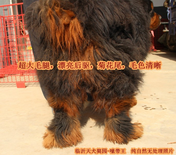 �����ֹ�-༴�������Ŷ����ޣ�