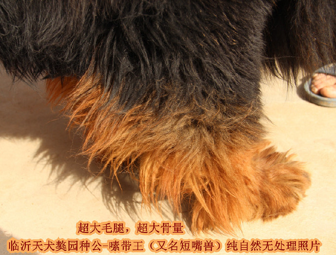 �����ֹ�-༴�������Ŷ����ޣ�