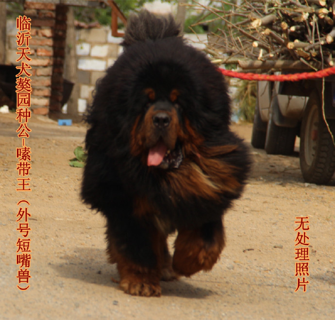 �����ֹ�-༴�������Ŷ����ޣ�