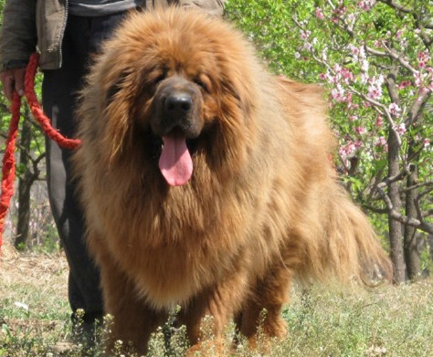 大帝直孙藏獒种公-金狮