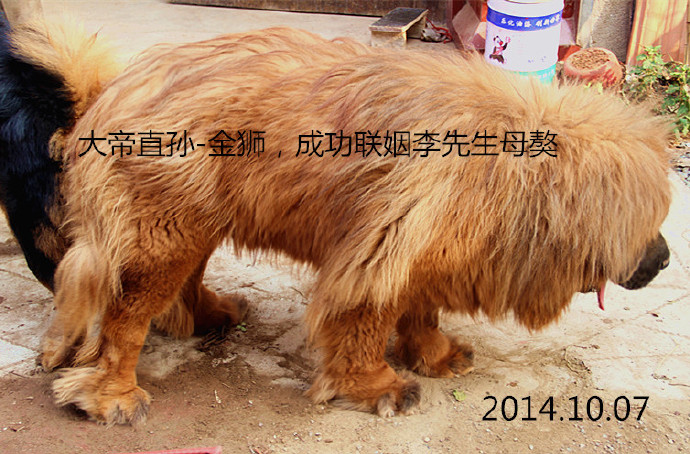 ��ĸ�����ֹ�����ʨ��