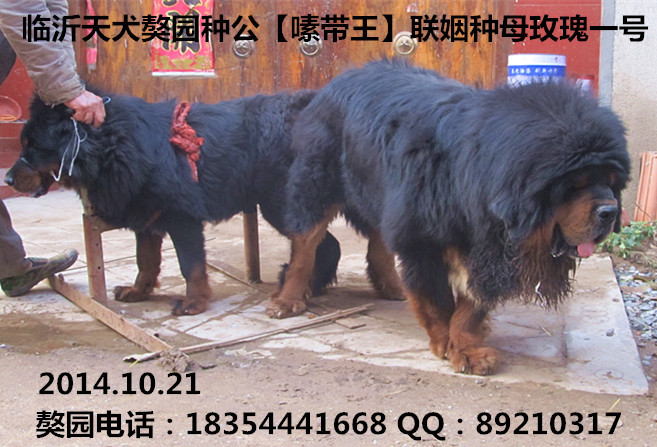 ��༴������ɹ�������ĸõ��һ��