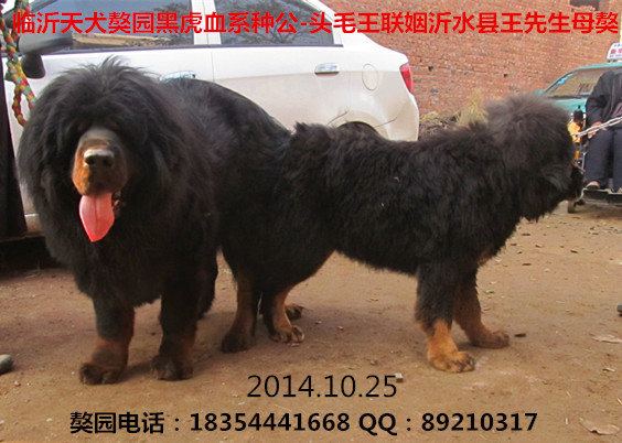 ��ͷë�����ɹ�������ˮ��������ĸ��