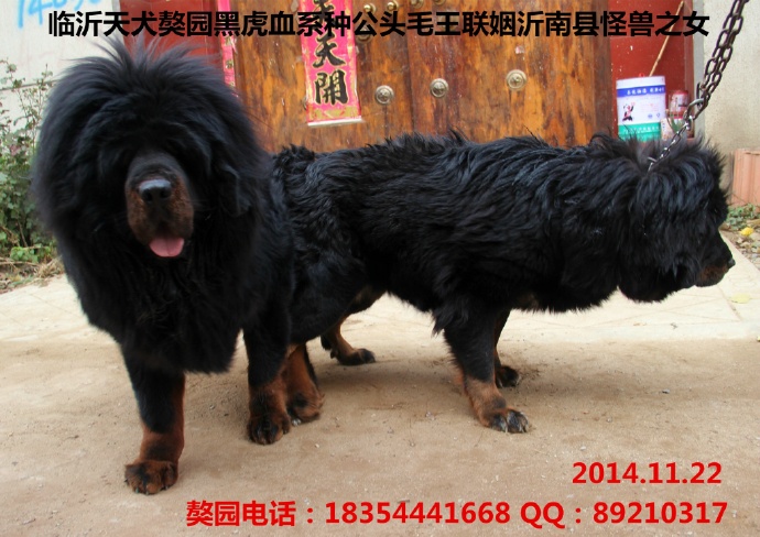 ��԰�ڻ�Ѫϵ�����ֹ�������Ƭ