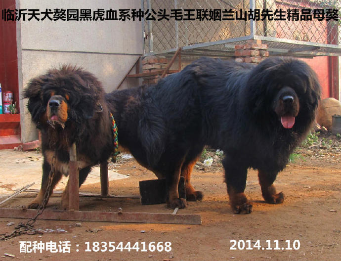 ��԰�ڻ�Ѫϵ�����ֹ�������Ƭ