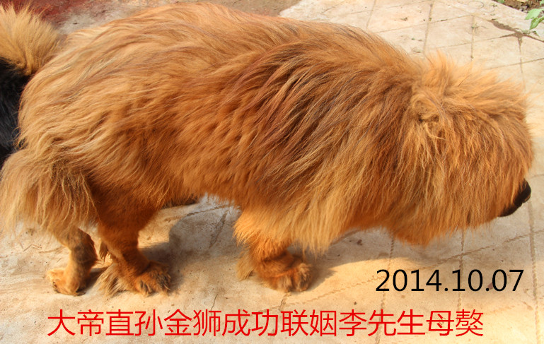 �����ֹ�-��ʨ������Ƭ